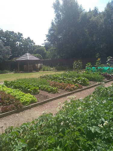 Community Garden Gunnersbury Park