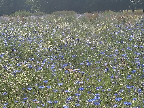 Meadow Gunnersbury Park