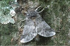 Oak Processionary Moth