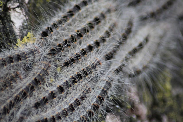 The caterpillars resemble greyish bundles of cotton