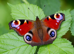 peacock butterfly