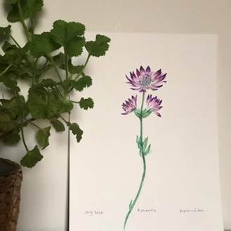 A drawing of a flower next to a plant  Description automatically generated