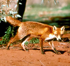 Fox