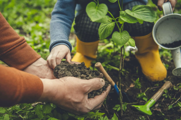 Hounslow Council's Free Tree Offer Returns